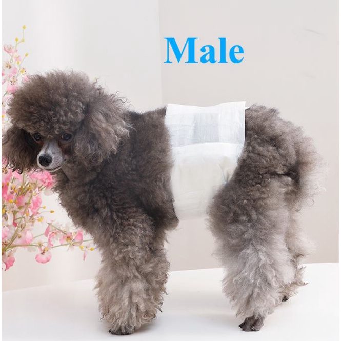 Pakeway Male Dog Pet Diaper-Large (35-58Cm)-12pcs/pack