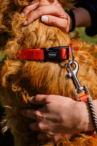 Nobby Adjustable Dog Collar Classic L: 40-55 Cm; W: 20 Mm