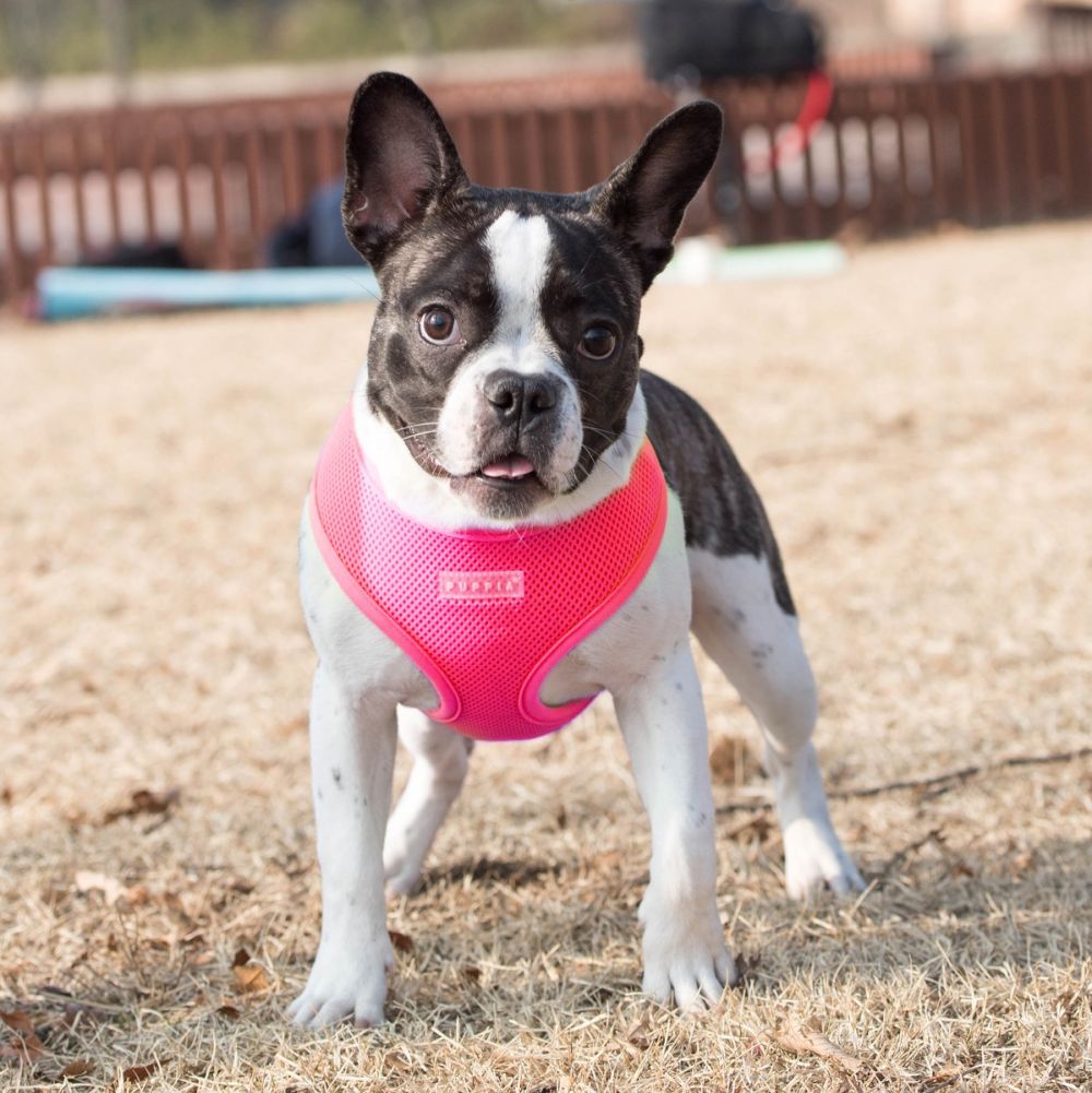 Puppia Neon Soft Harness PINK, XS