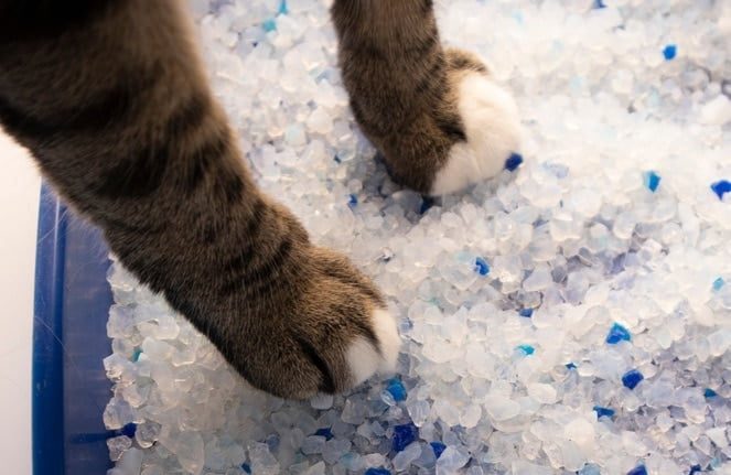 Kitty Paws Crystal Silica Cat Litter-16L