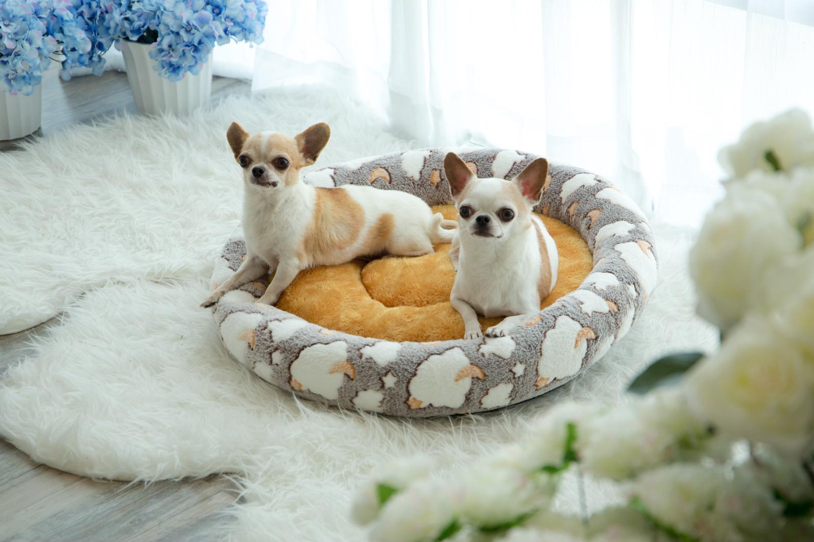 Coco Kindi Pizza  Style Pet Bed Fur - Size #1